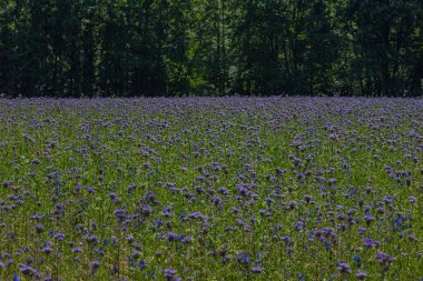 Phacelia tanacetifolia orman kenarındaki güneşli bir yaz tarlasında tomurcuklanıyor. Tozlaştırıcıları çekmek, arıcılığı desteklemek ve tarımda ekolojik çeşitliliği arttırmak için bal bitkisi olarak yetiştiriliyor.