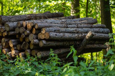 Güneşli bir yaz gününde ormanda düzgünce yığılmış taze kesilmiş çam kütükleri. Sürdürülebilir ormancılık, ahşap hasat, kereste endüstrisi, doğal kaynaklar ve çevre yönetimi kavramı
