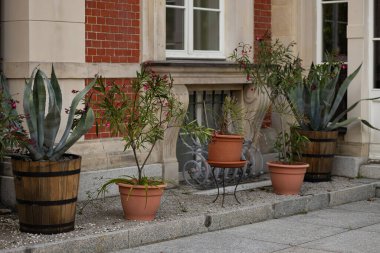 Terracotta tencereleri ve eski tuğla köşkün yakınındaki ahşap fıçılarda güzel bir agave ve çiçekli bitkiler düzenlemesi. Peyzaj tasarımı, bahçe bakımı ve şık ev dekorasyonu.