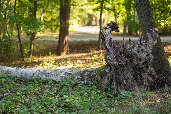 Güçlü fırtınadan sonra orman zeminine kök salmış devrilmiş bir ağaç. Hasarlı ekosistem ve doğal yıkımın sembolü. İklim değişikliği, kasırga etkisi ve çevre felaketi