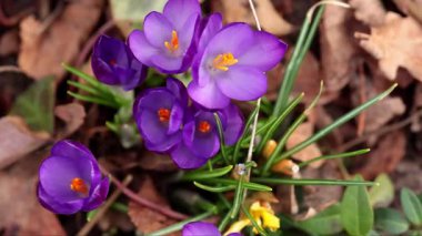 Purple crocus flowers emerge from the earth, surrounded by dry leaves, as they bloom in a gradual sequence, revealing their vibrant petals and striking orange stamens in a serene natural environment
