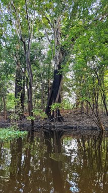 Üst Durak: Amazon, Brezilya