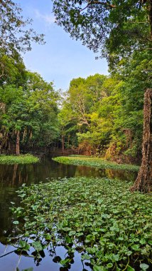 Üst Durak: Amazon, Brezilya