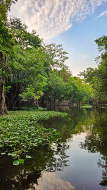 Üst Durak: Amazon, Brezilya