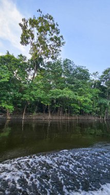 Üst Durak: Amazon, Brezilya