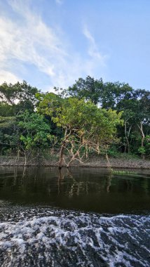 Üst Durak: Amazon, Brezilya