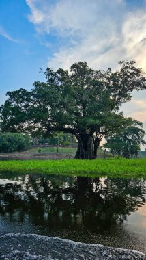 Üst Durak: Amazon, Brezilya