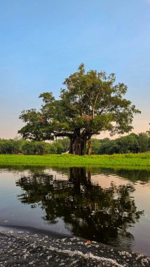 Üst Durak: Amazon, Brezilya