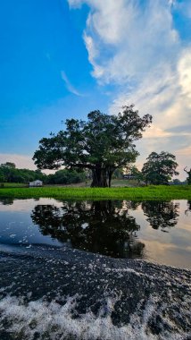 Üst Durak: Amazon, Brezilya