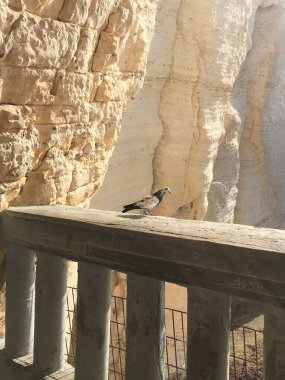 Bir güvercin, uzun, bej kanyon duvarlarının önündeki eski bir korkulukta sakince oturur. Güneş ışığı pürüzlü dokularını göstererek kayaları parlatıyor. Huzurlu ve basit bir doğa ve sessiz güzellik manzarası..