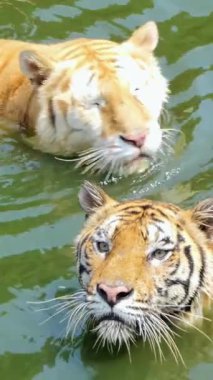 Melbourne Hayvanat Bahçesinde Yürüyen Kaplan