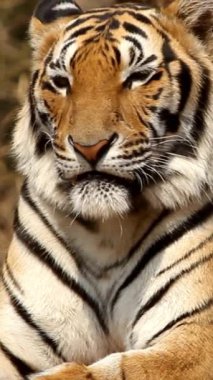 Melbourne Hayvanat Bahçesinde Yürüyen Kaplan