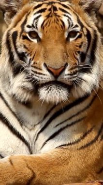 Melbourne Hayvanat Bahçesinde Yürüyen Kaplan