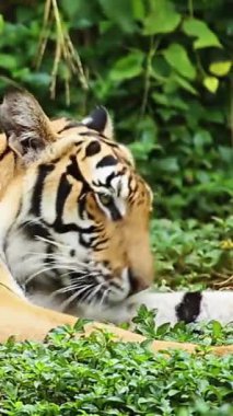 Melbourne Hayvanat Bahçesinde Yürüyen Kaplan