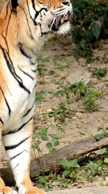 Melbourne Hayvanat Bahçesinde Yürüyen Kaplan