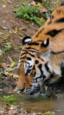 Melbourne Hayvanat Bahçesinde Yürüyen Kaplan