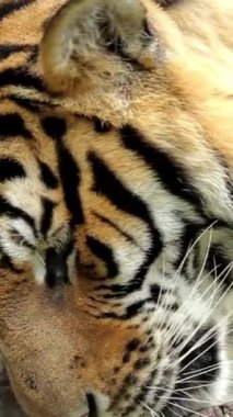 Bengal kaplanı geçmişinin kaplan portresi