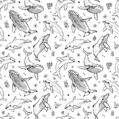 Balinalar ve yunuslarda kusursuz bir desen var. İşleme tekniğinde deniz hayvanları, mürekkeple serbest çizim. Beyaz arka plan. Duvar kağıdı, tekstil, kumaş, ambalaj kağıdı için kullanılabilir.