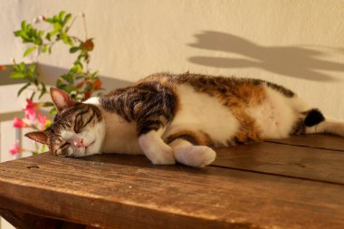 Bir tekir kedi ve beyaz kedi balkondaki ahşap bir masada uzanır., 