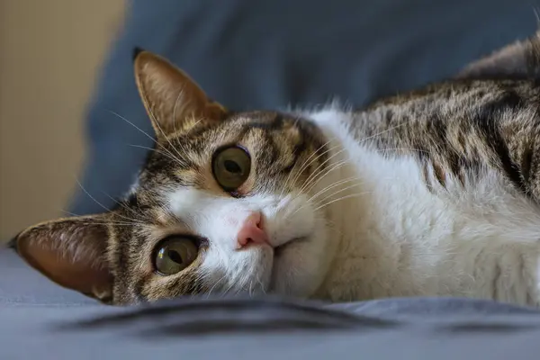 Yatakta yatıp doğrudan kameraya bakan tekir bir kediye yakından bakın. Kedi davranışları ve evde sağlık