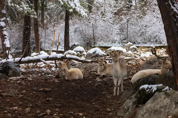 Yunanistan 'ın Kastoria kentindeki karla kaplı bir ormanda bir grup yumurta geyiği huzur içinde dinleniyor