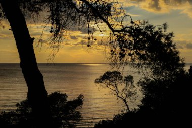 Silhouette of trees framing a golden sunset over a calm sea, Vouliagmeni Athens 