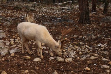 Yunanistan 'ın Kastoria kenti yakınlarındaki bir ormanda kayalık, çam iğnesiyle kaplı bir zeminde büyük, dokulu boynuzlu bir geyik duruyor. Orta çekim, doğal zarafetini vurgulayarak, hayvanın sakin tavrını yakalar. Yumuşak doğal ışıklandırma, 