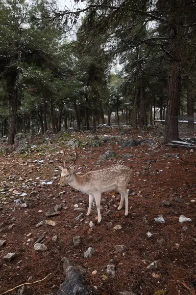 Yunanistan 'ın Kastoria kenti yakınlarındaki bir ormanda kayalık, çam iğnesiyle kaplı bir zeminde büyük, dokulu boynuzlu bir geyik duruyor. Orta çekim, doğal zarafetini vurgulayarak, hayvanın sakin tavrını yakalar. Yumuşak doğal ışıklandırma, 