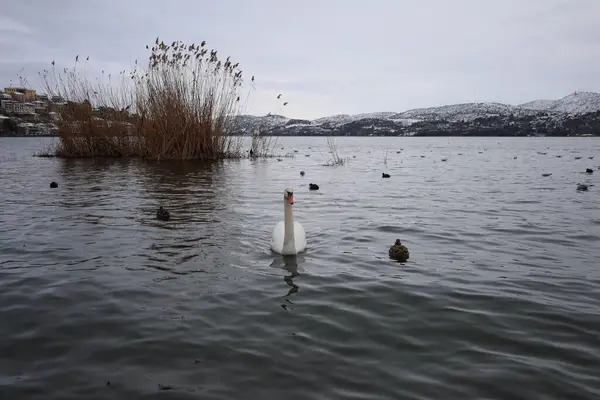 Diğer su kuşlarıyla çevrili soğuk göl sularında zarif bir şekilde süzülen zarif bir kuğu. Uzak arkaplan karlı tepeleri ve şehir binalarını gözler önüne seriyor, sakin bir kış ortamı yaratıyor..