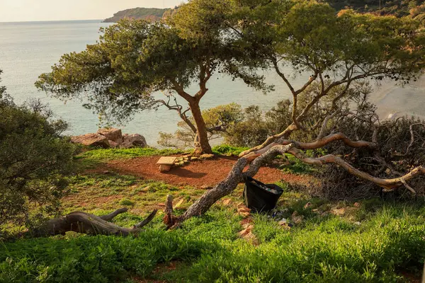 Coastal park scene with tall pine trees, a stone bench, and a black trash bag on the ground near the water, Vouliagmeni Athens , paragkes beach
