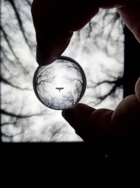 Ağaçların soyut, koyu kristal küre yansıması ve 