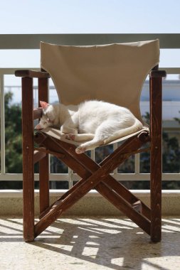 Beyaz bir kedi güneşli bir balkonda bej bir kanvas sandalyede huzur içinde uyur.