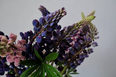 Bahçedeki güzel çiçekler