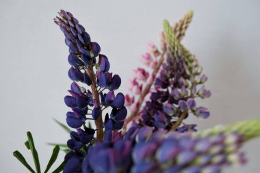 Acı bakla çiçek yakın çekim.