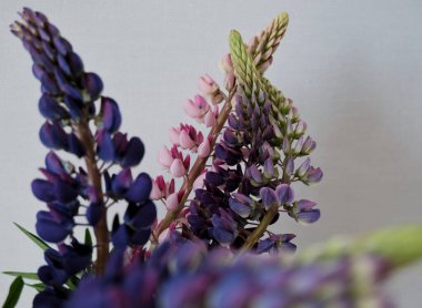 Taze bahar çiçekleri.