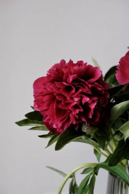 Beyaz arka planda vazoda güzel pembe güller