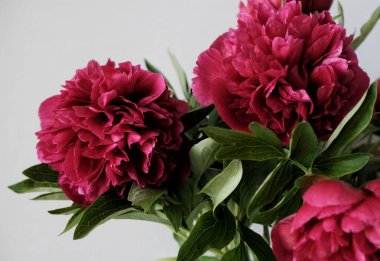 bir vazo içinde pembe Şakayık çiçekleri