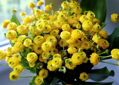 Bahçedeki güzel çiçekler