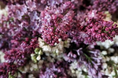 Kapalı - leylak çiçekleri