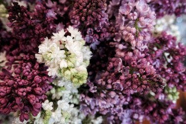 Bir demet mor çiçek yakın arkaplan