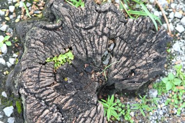 Kırmızı düşen çiçek.