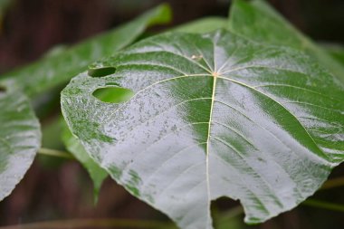 doğada Yeşil Bitki yakın