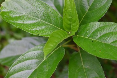 Doğada taze yapraklar