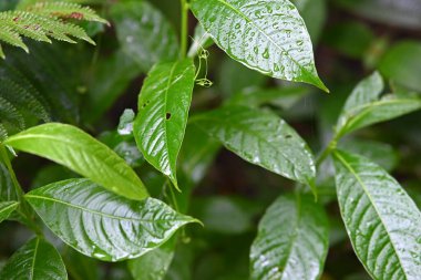 Yağmur damlalarıyla yeşil yaprak arkaplanı