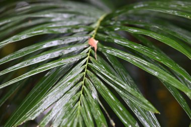 Ormandaki bir ağacın yeşil yaprakları