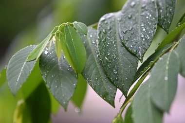 yeşil yapraklar, bitkiler ve yapraklar
