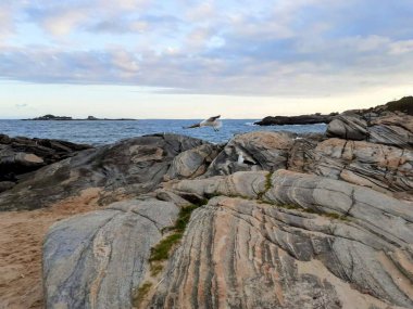 Sahil şeridinin panoramik görüntüsü yosun parçalarıyla dik kaya oluşumları, durgun denizin üzerinde uçan bir martı parçalı bulutlu gökyüzü dingin manzaraya derinlik katıyor..
