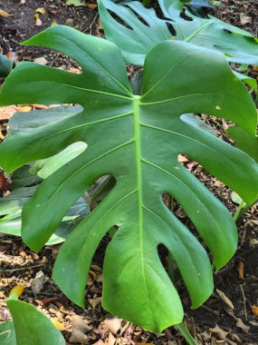 Yeşillik yeşil bir Canavar yaprağının canlı yakın çekimi doğal ortamdaki yapraklar ve orman zeminindeki elementlerle çevrili karakteristik çatlak yapraklarını ve parlak dokusunu sergiliyor..