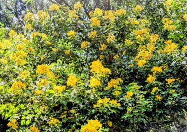 Canlı sarı çiçeklerle süslenmiş yemyeşil bir ağaç, yoğun yeşil yapraklarla çevrili, parlak bir gökyüzünün altında tam çiçekleniyor. Sahne, gelişen doğal bir manzaranın özünü yakalıyor..