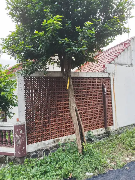 Duvarın yanındaki eğilmiş ağaç.